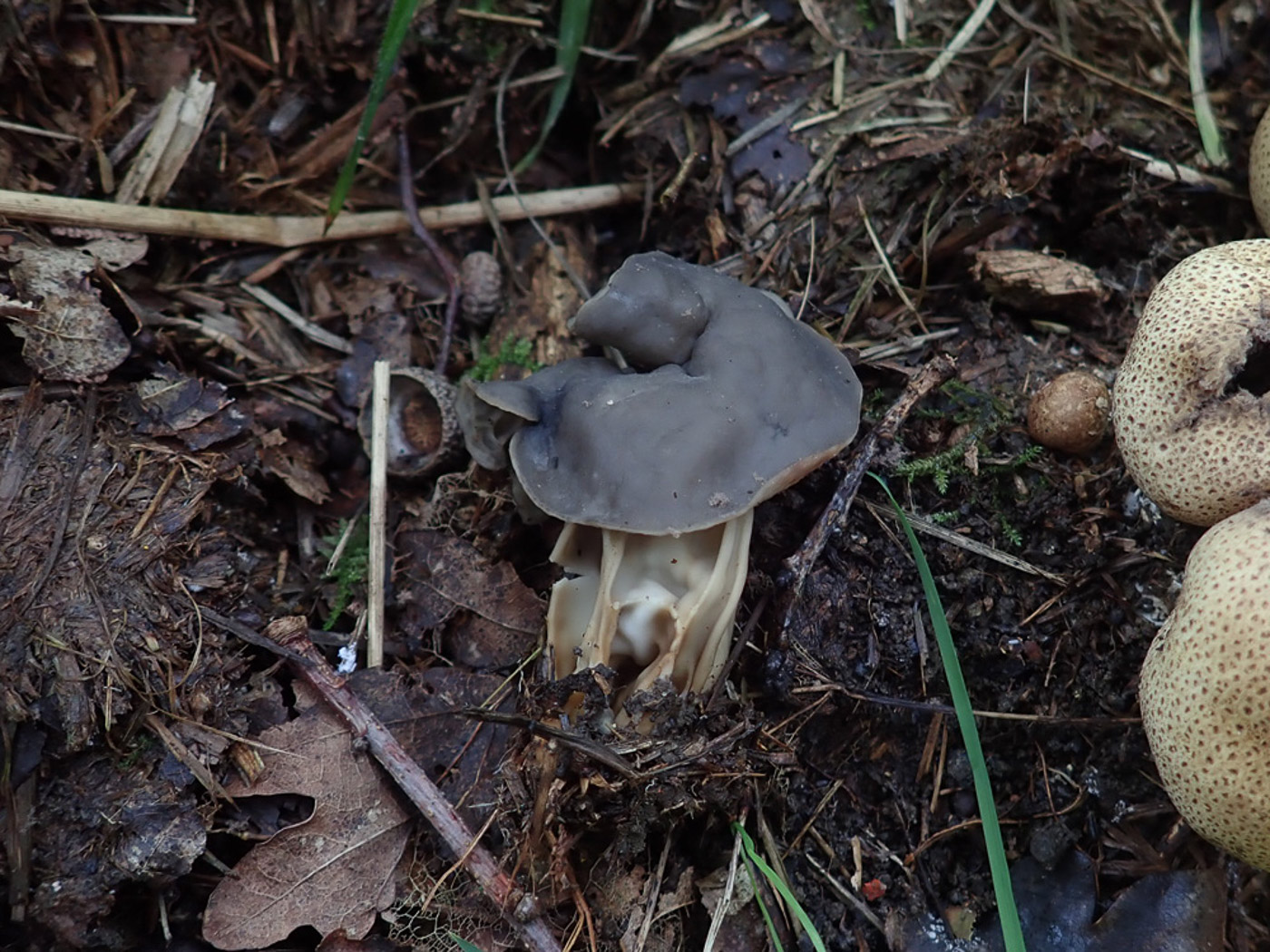 Photo by Penny Cullington Helvella lacunosa by Penny Cullington